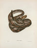 Crotalus durissus - John Edwards Holbrook — visning af kunstværket