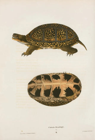 John Edwards Holbrook - Emys Floridana.webp