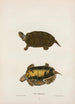 Tortue de Mobile - John Edwards Holbrook — visning af kunstværket