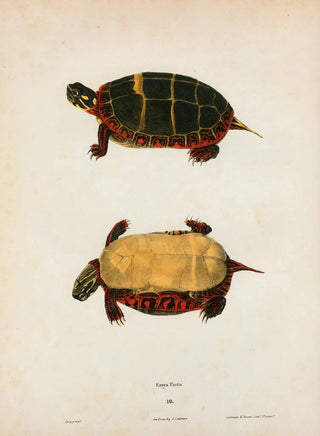 John Edwards Holbrook - Emys serrata.webp