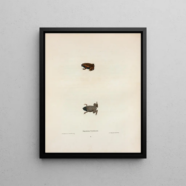 John Edwards Holbrook - Engystoma Carolinense.webp