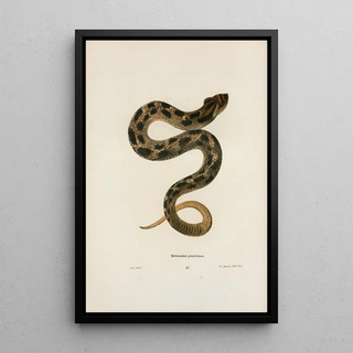 John Edwards Holbrook - Heterodon platirhinos.webp