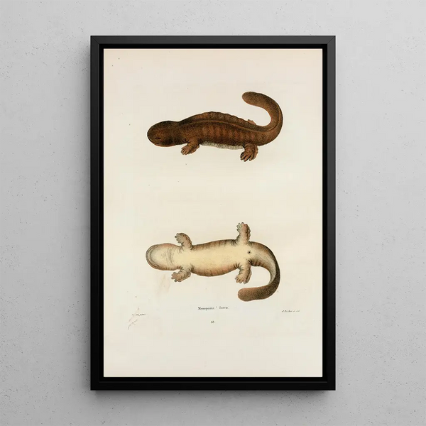 John Edwards Holbrook - Menopoma fusca.webp