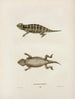 Phrynosoma douglassii - John Edwards Holbrook — visning af kunstværket