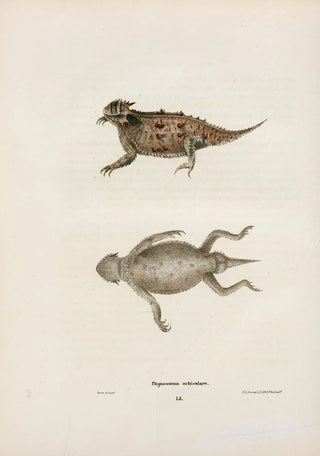 John Edwards Holbrook - Phrynosoma orbiculare.webp