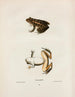 Rana palustris - John Edwards Holbrook — visning af kunstværket