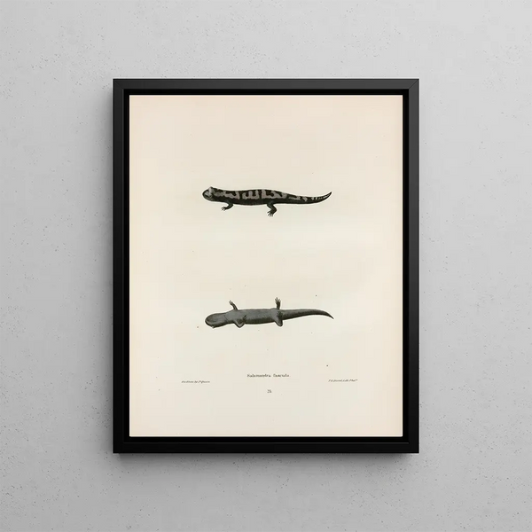 John Edwards Holbrook - Salamandra fasciata.webp