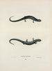 Salamandre granuleuse - John Edwards Holbrook — visning af kunstværket