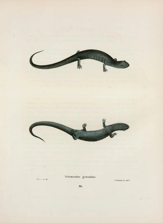 John Edwards Holbrook - Salamandra granulata.webp