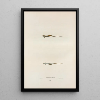 John Edwards Holbrook - Salamandra quadridigitata.webp