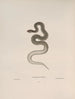Tropidonotus dekayi - John Edwards Holbrook — visning af kunstværket