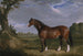 Un Clydesdale hingst - John Frederick Herring den Ældre — visning af kunstværket
