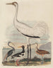 Louisianahøne, østershøne, stork, cirkel og langnæbbet vadefugl - John G. Warnicke — visning af kunstværket