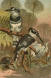 Martin-pêcheur noir et blanc - John George Wood — visning af kunstværket