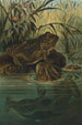 Frø-tyr - John George Wood — visning af kunstværket
