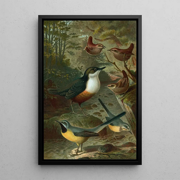 John George Wood - Dipper Wagtails and Wrens.webp