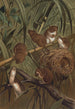Souris des moissons - John George Wood — visning af kunstværket