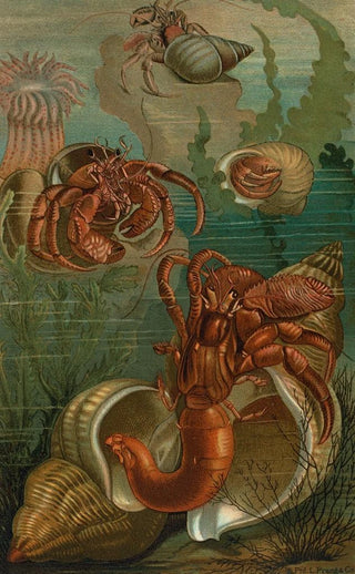 John George Wood - HermitCrabs.webp