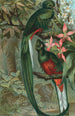 Trogon resplendissant - John George Wood — visning af kunstværket