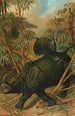 Rhinocéros - John George Wood — visning af kunstværket