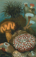 Anemoner - John George Wood — visning af kunstværket