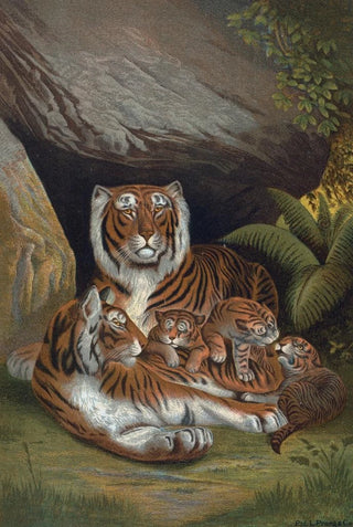 John George Wood - Tiger.webp