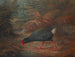 Un moho takahe Notornis mantelli - John Gerrard Keulemans — visning af kunstværket
