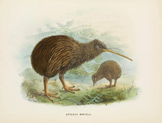 John Gerrard Keulemans - Apteryx mantellii.webp