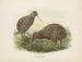 Apteryx oweni - John Gerrard Keulemans — visning af kunstværket