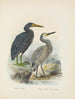 Ardea sacra og Ardea hollandiae - John Gerrard Keulemans — visning af kunstværket