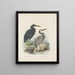 Ardea sacra og Ardea hollandiae - John Gerrard Keulemans — indrammet kunstværk på væggen