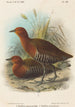 Fugle fra Filippinerne - John Gerrard Keulemans — visning af kunstværket
