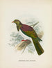 Carpophaga fra New Zealand - John Gerrard Keulemans — visning af kunstværket