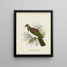 Carpophaga fra New Zealand - John Gerrard Keulemans — indrammet kunstværk på væggen