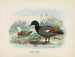 Casarca variegata mâle et femelle - John Gerrard Keulemans — visning af kunstværket