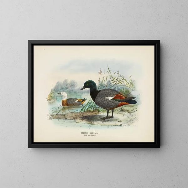 Casarca variegata mâle et femelle - John Gerrard Keulemans — indrammet kunstværk på væggen