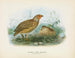 Caille de Nouvelle-Zélande han og hun - John Gerrard Keulemans — visning af kunstværket
