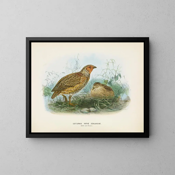 Caille de Nouvelle-Zélande han og hun - John Gerrard Keulemans — indrammet kunstværk på væggen