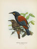 Créations carnuculatus - John Gerrard Keulemans — visning af kunstværket