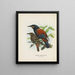 Créations carnuculatus - John Gerrard Keulemans — indrammet kunstværk på væggen