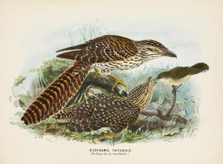 John Gerrard Keulemans - Eudynamis taitensis The Young fed by Grey Warbler.webp