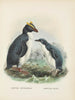 Eudyptes chrysocomus og Eudyptula minori - John Gerrard Keulemans — visning af kunstværket