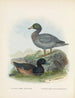 Fuligula new zealandiae et Hymenolaemus malacorhynchus - John Gerrard Keulemans — visning af kunstværket