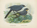 Glaucopis wilsoni og Glaucopis cinerea - John Gerrard Keulemans — visning af kunstværket