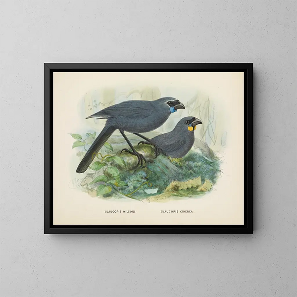Glaucopis wilsoni og Glaucopis cinerea - John Gerrard Keulemans — indrammet kunstværk på væggen