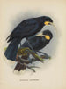 Heteralocha acutirostris - John Gerrard Keulemans — visning af kunstværket