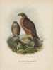 Hieracidea Nouvelle-Zélande voksne og unge - John Gerrard Keulemans — visning af kunstværket