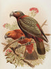 Perroquet Kaka og Kakakura-variation Nestor meridionalis - John Gerrard Keulemans — visning af kunstværket