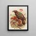 Perroquet Kaka og Kakakura-variation Nestor meridionalis - John Gerrard Keulemans — indrammet kunstværk på væggen