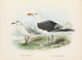 Larus bulleri og Larus dominicanus - John Gerrard Keulemans — visning af kunstværket